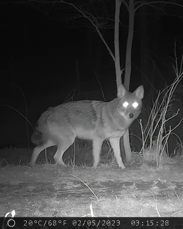 Infrared night photo of a coyote taken by a MAXDONE trail camera